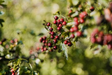 Closeup of Common hawthorn growing in a field under the sunlight with a blurry background