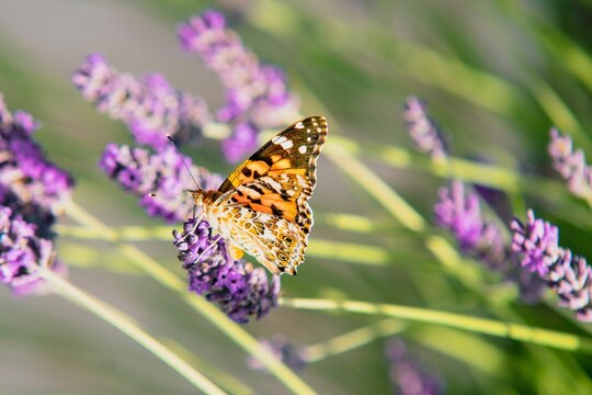 Closeup of a painted lady butterfly on English lavenders in a garden with a blurry background