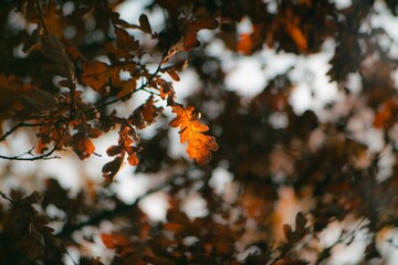 Close-up shot of a yellow leaf on a tree - autumn, fall
