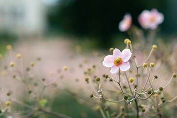 Obraz na płótnie Canvas Close-up shot of a Japanese thimbleweed flower on a soft blurry background