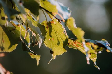 Closeup shot of a branch with leaves covered by sunlight