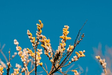 Selective focus of Spring Willow branches with sky on the background