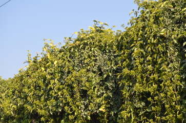green moss on a wall