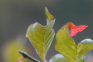 Closeup of leaves on tree branch