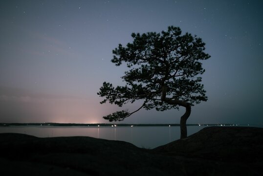 Silhouette of a lonely tree at the rocky beach at night