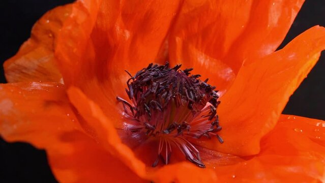 Macro Of Red Opium Poppy In Bloom. Papaver Somniferum.
