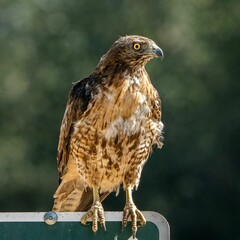 Red Tailed Hawk perched on a street sign