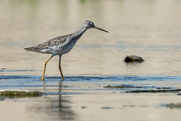 Greater Yellowlegs bird searching for food at the river