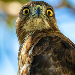 Closeup shot of a brown red-tailed hawk with a powerful gaze