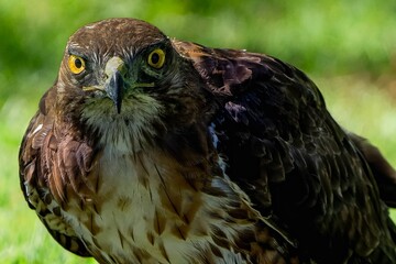 Closeup shot of a brown red-tailed hawk with a powerful gaze