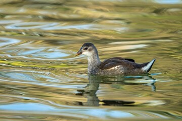 Young gallinule bird swimming on the smooth lake water
