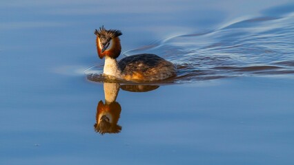 Great crested grebe swimming in the lake.