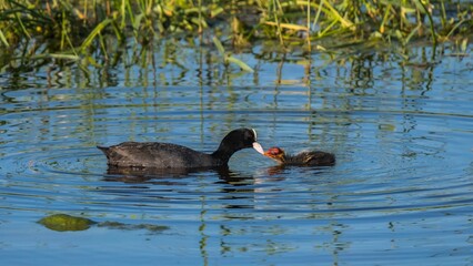 Black bird feeding its baby bird in the lake.