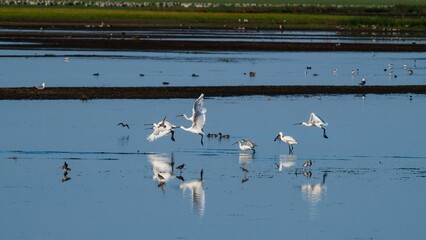 Aerial view of flock of spoonbills flying over water