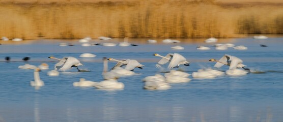 Swans flying over the lake.