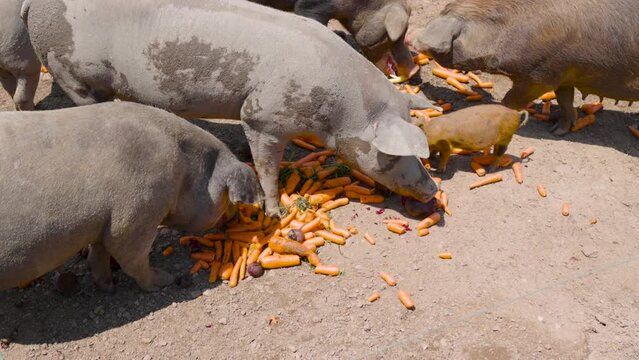 Group of pigs eating carrots on a sunny day at the farm