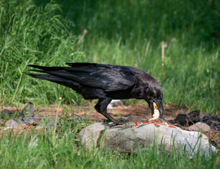 A large raven sits on a rock and feeds on scraps of food thrown by people.
