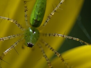 green lynx spider on yellow flower