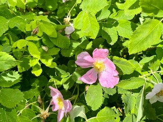 Tender bright pink wild roses bush, blooming wild rose, tender purple roses