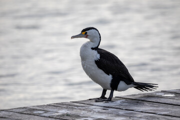 A little pied cormorant standing on a wooden pier - obrazy, fototapety, plakaty
