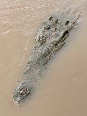 Vertical shot of a crocodile hidden in a dirty lake in Costa Rica