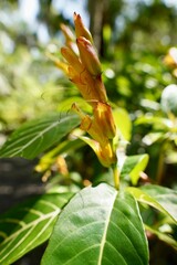 Vertical close-up shot of a sanchezia in a blur