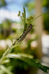Vertical closeup shot of a striped caterpillar crawling on a plant