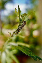Vertical closeup shot of a striped caterpillar crawling on a plant