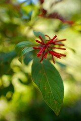 Vertical selective focus closeup of a firebush flower plant