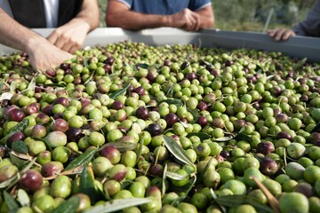 Partial view of people resting their hands on the container full of the fresh olive harvest