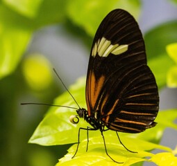 Side view of a postman butterfly (Heliconius melpomene) resting on green leaf under sunlight