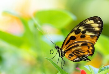 Obraz premium Side view of a beautiful Tithorea tarricina butterfly resting on green leaf under sunlight