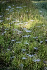 Vertical shot of spider webs on green grass in a field on a sunny summer day