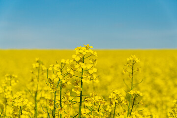 Yellow rape flowers close up. Flowering, bright yellow oilseed rape