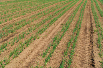 Rows of green onion. Agricultural scene with green onion from the ground. Growing Green Onion