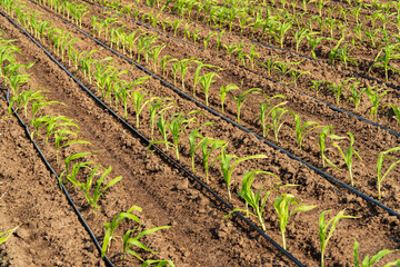 Fototapeta na wymiar Rows of corn. Agricultural scene with corn growing from the ground. Growing corn