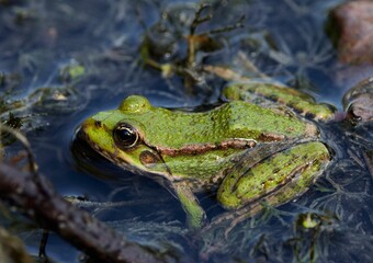 Closeup of a frog sitting in the swamp of the river