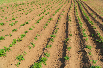 Rows of potato. Agricultural scene with potato growing from the ground. Growing Potato