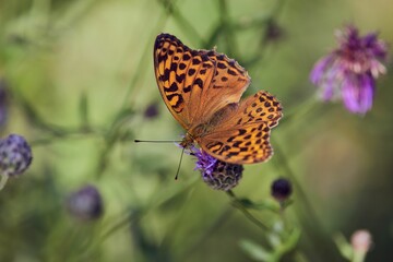 Top view of a silver-washed fritillary butterfly, with its wings spread, on a thistle