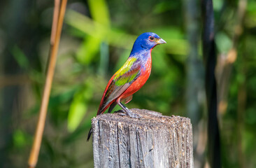 A male painted bunting perched on a fence post.