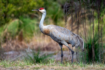 A wild sandhill crane in a Florida park.