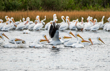 White pelicans at Merritt Island National Wildlife Refuge.