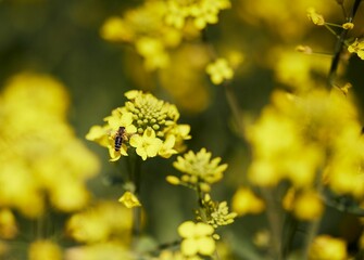 Closeup of a bee on a yellow Rapeseed (Brassica napus subsp. napus) in a field