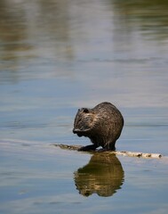 Vertical shot of a wild beaver in the river of Isar in Bavaria, Germany. - obrazy, fototapety, plakaty