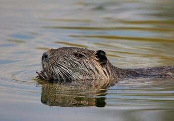 Wild beaver in the river of Isar in Bavaria, Germany.