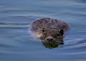 Wild beaver in the river of Isar in Bavaria, Germany.