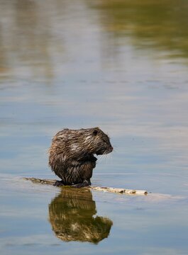 Vertical shot of a wild beaver in the river of Isar in Bavaria, Germany.