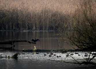 Ducks swimming in the Isar River within Isar National Park on a rainy day