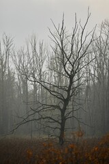 Vertical shot of the leafless tree in the park on a foggy day