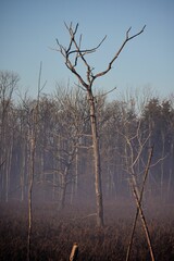 Vertical shot of the leafless tree in the park on a foggy day